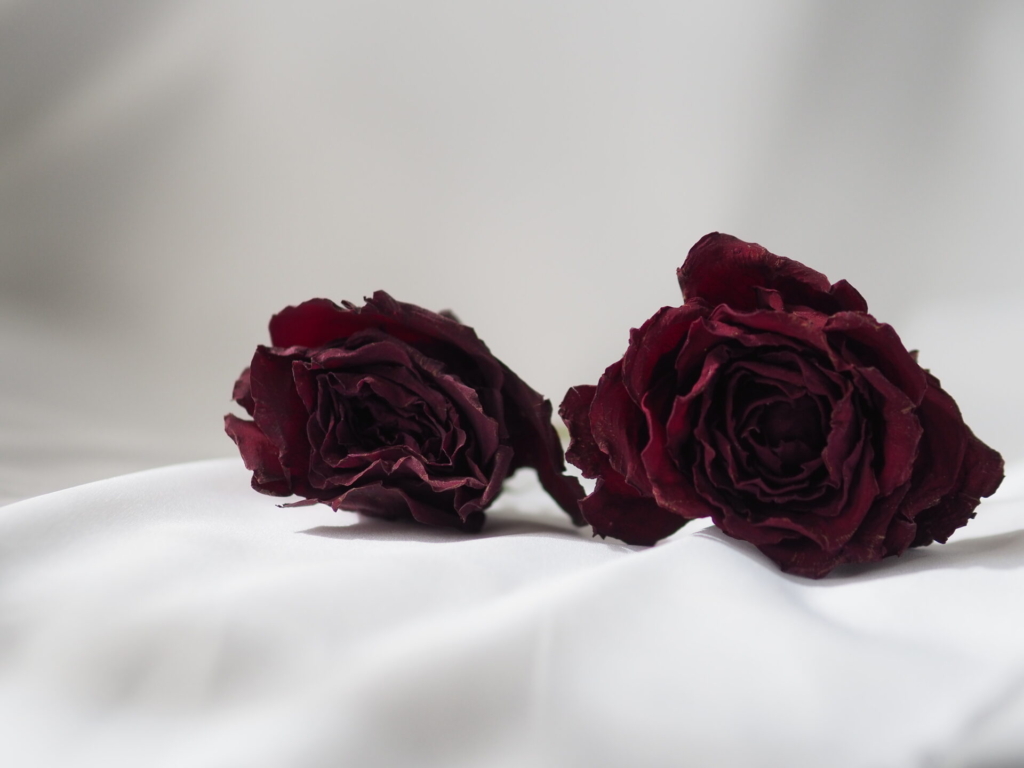 花屋が伝えたいバラのドライフラワーの簡単で黒ずまない作り方 | GANON 