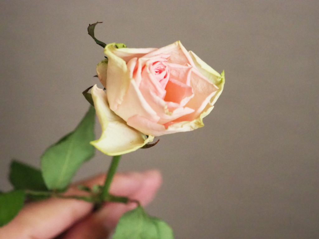 花屋が伝えたいバラのドライフラワーの簡単で黒ずまない作り方 | GANON 