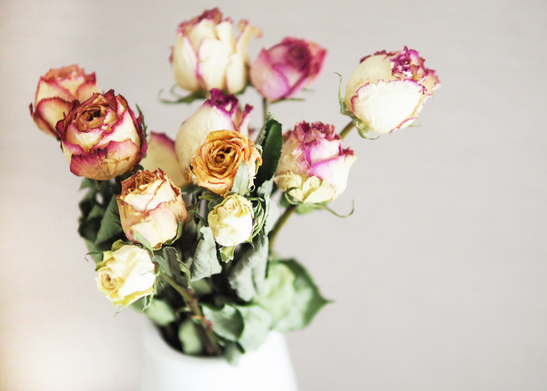 花屋が伝えたいバラのドライフラワーの簡単で黒ずまない作り方 | GANON FLORIST-ガノンフローリスト【札幌円山の花屋・おしゃれなギフトフラワー 通販】