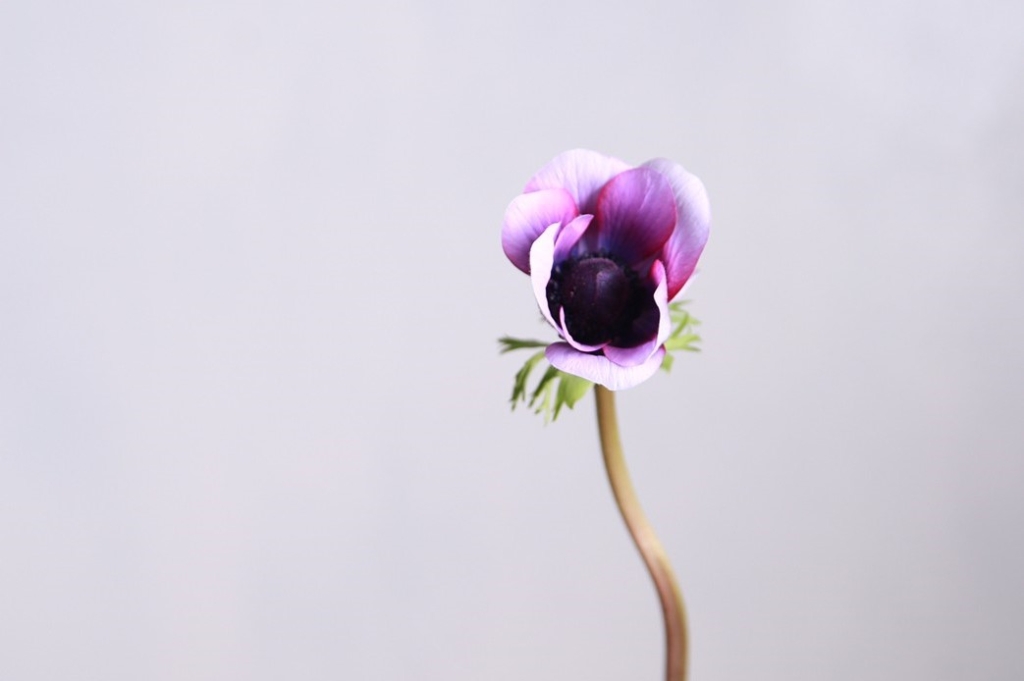 4月2日の誕生花は四葉のクローバーとアネモネ Ganon Florist ガノンフローリスト 札幌円山の花屋 おしゃれなギフトフラワー通販