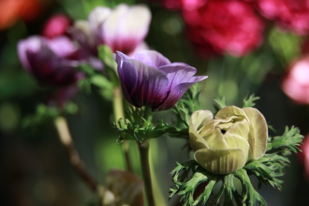 4月2日の誕生花は四葉のクローバーとアネモネ Ganon Florist ガノンフローリスト 札幌円山の花屋 おしゃれなギフトフラワー通販