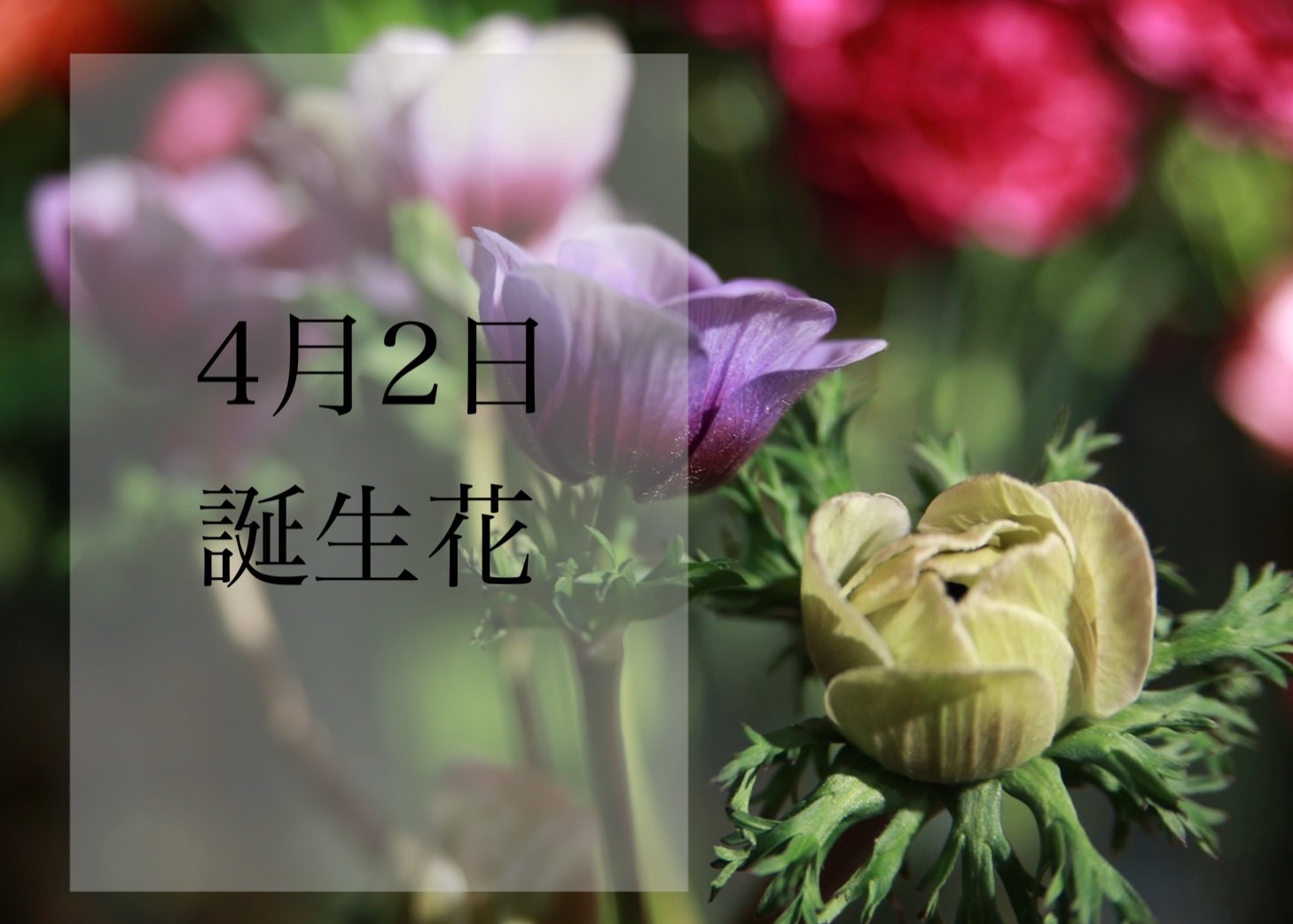 4月2日　誕生花