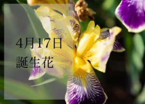 4月6日の誕生花は福寿草 フクジュソウ Ganon Florist ガノンフローリスト 札幌円山の花屋 おしゃれなギフトフラワー通販