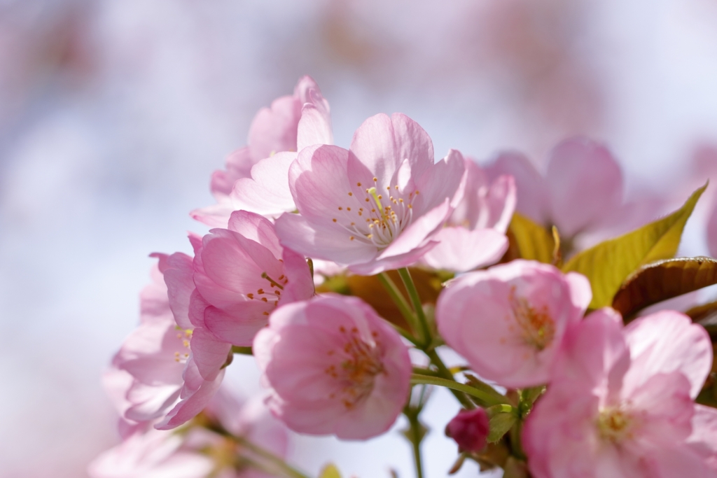 4月11日の誕生花はヒヤシンスと八重桜 Ganon Florist ガノンフローリスト 札幌円山の花屋 おしゃれなギフトフラワー通販